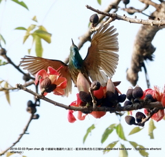 Nyctyornis athertoni athertoni
