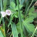 Geranium thunbergii - Photo (c) Lori Owenby, algunos derechos reservados (CC BY-NC), subido por Lori Owenby