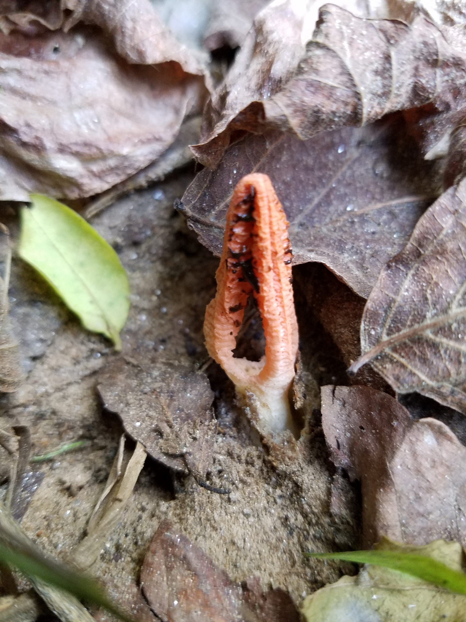 Pseudocolus fusiformis image