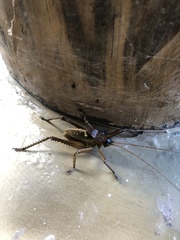 Polyancistrus serrulatus