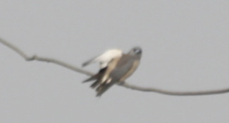 Ashy Woodswallow (Artamus fuscus), photo 10