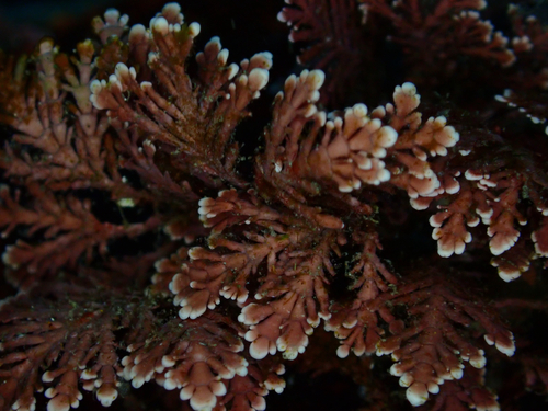 Coralline Algae