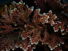 Coralline Algae