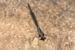Platycypha fitzsimonsi