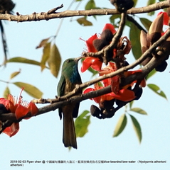 Nyctyornis athertoni athertoni
