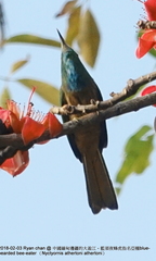Nyctyornis athertoni athertoni