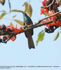Nyctyornis athertoni athertoni
