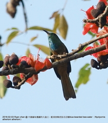 Nyctyornis athertoni athertoni