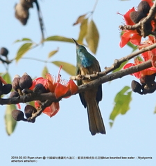 Nyctyornis athertoni athertoni