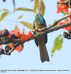 Nyctyornis athertoni athertoni