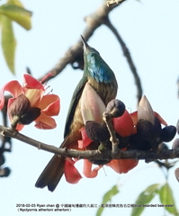 Nyctyornis athertoni athertoni