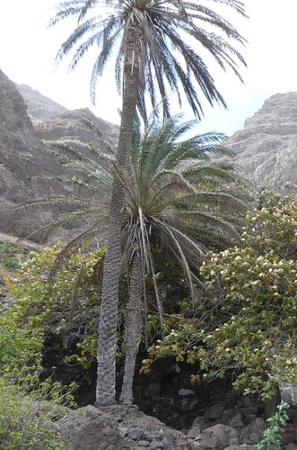Cape Verde Island date palm (Phoenix atlantica)