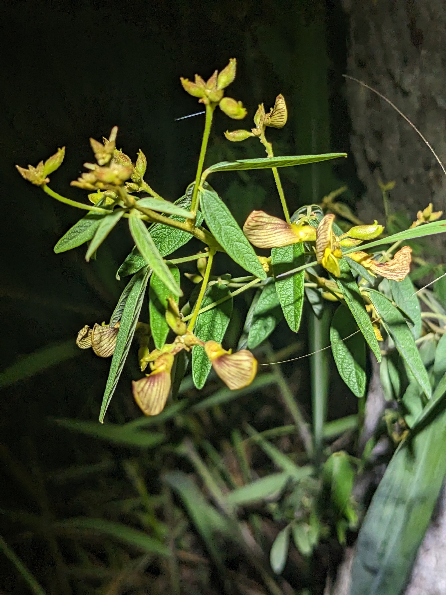 Cajanus acutifolius