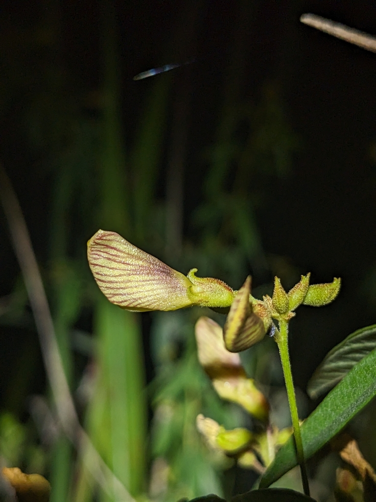Cajanus acutifolius