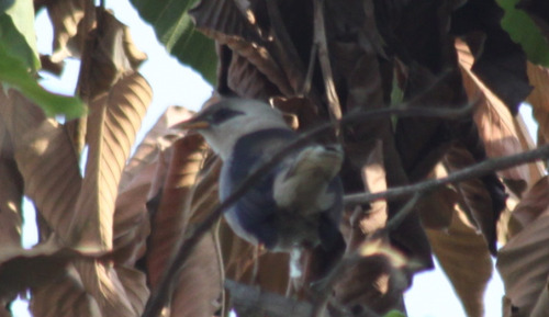 Vinous-breasted Myna (Acridotheres leucocephalus)