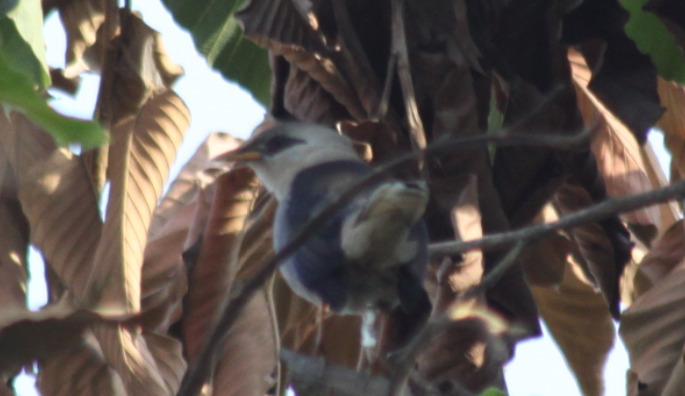 Vinous-breasted Myna (Acridotheres leucocephalus), photo 1