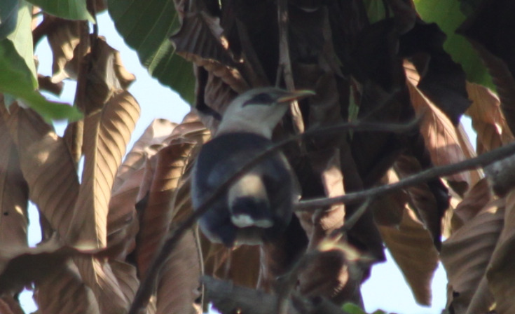 Vinous-breasted Myna (Acridotheres leucocephalus), photo 2