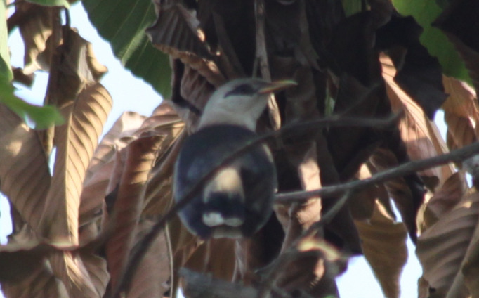 Vinous-breasted Myna (Acridotheres leucocephalus), photo 6