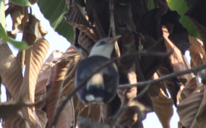 Vinous-breasted Myna (Acridotheres leucocephalus), photo 7