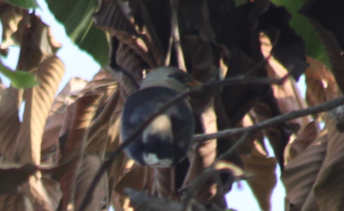 Vinous-breasted Myna (Acridotheres leucocephalus), photo 8