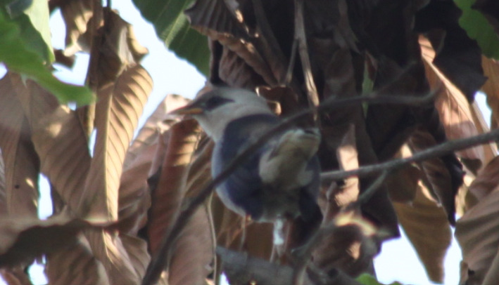 Vinous-breasted Myna (Acridotheres leucocephalus), photo 9