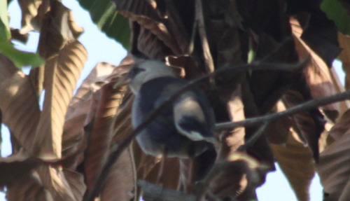 Vinous-breasted Myna (Acridotheres leucocephalus), photo 9