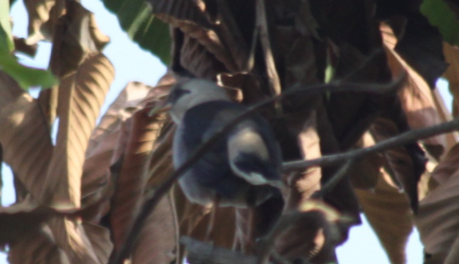 Vinous-breasted Myna (Acridotheres leucocephalus), photo 10