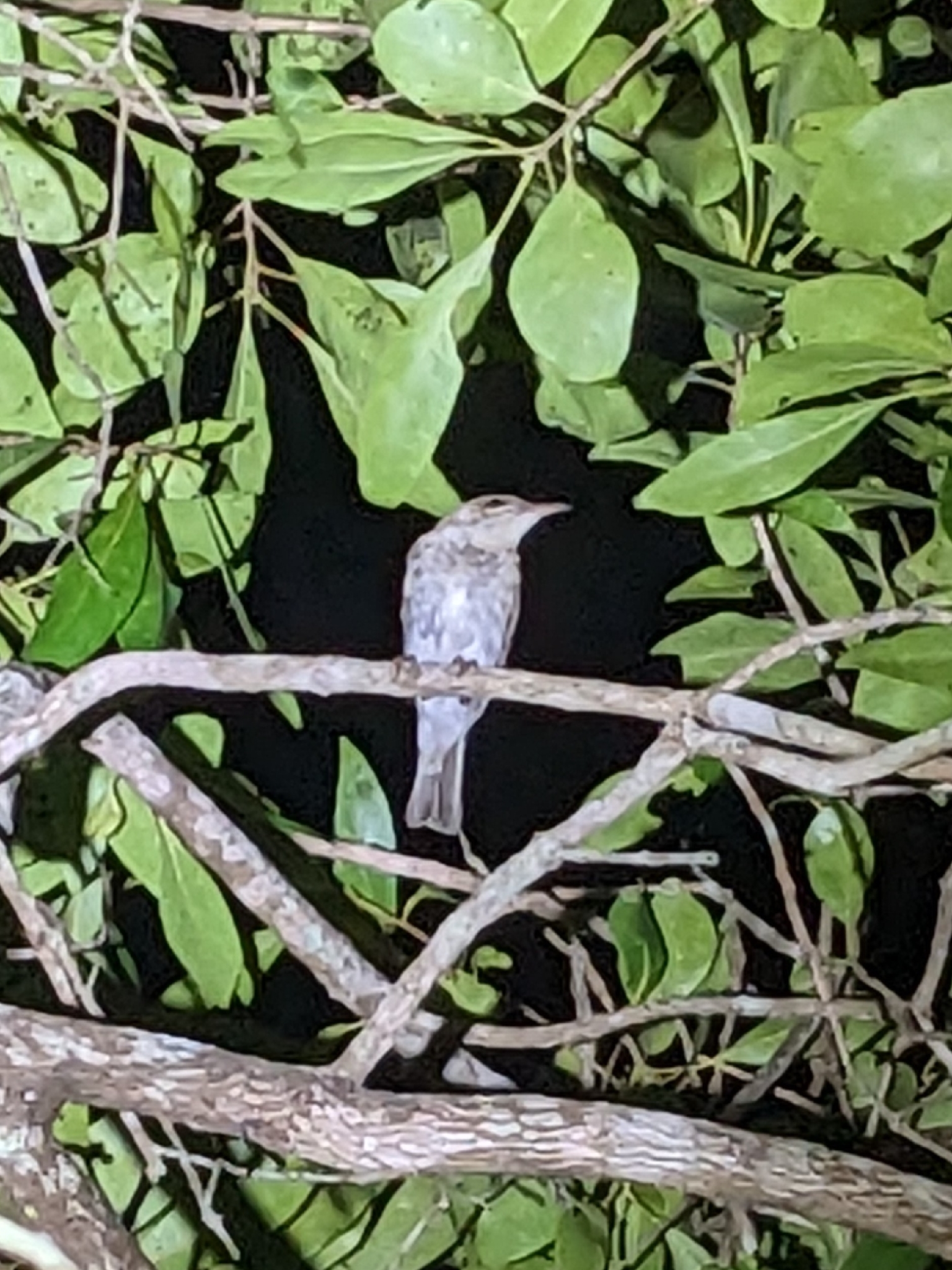Brown-backed Honeyeater (Ramsayornis modestus), photo 3
