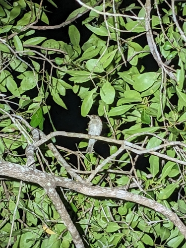 Brown-backed Honeyeater (Ramsayornis modestus), photo 4