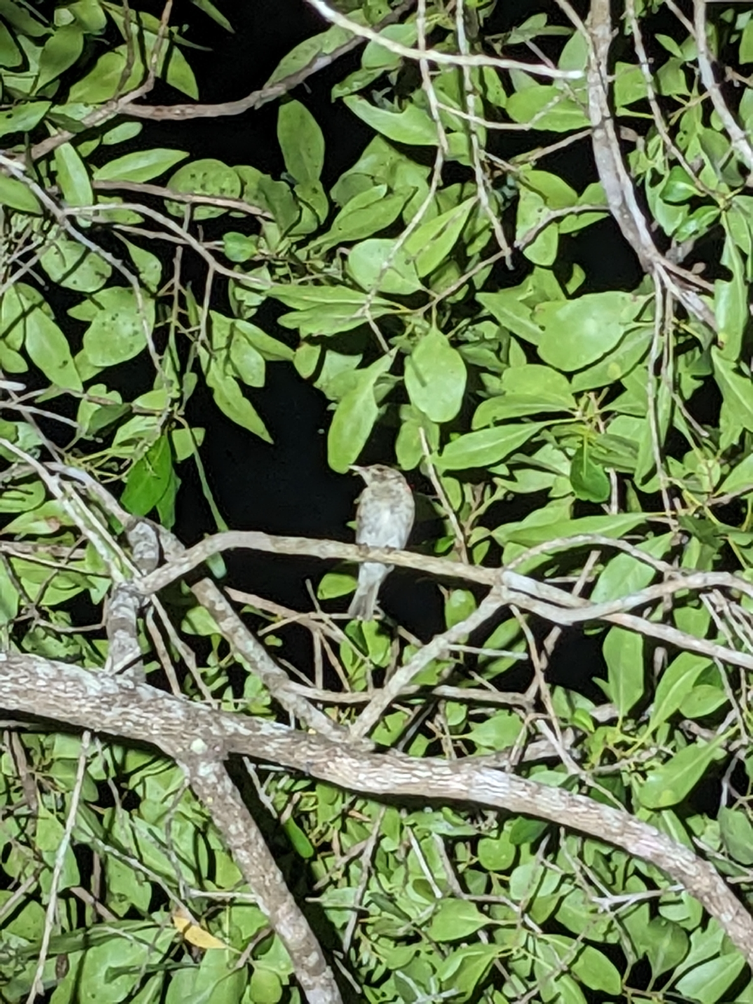 Brown-backed Honeyeater (Ramsayornis modestus), photo 4