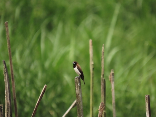 Lonchura leucogastroides