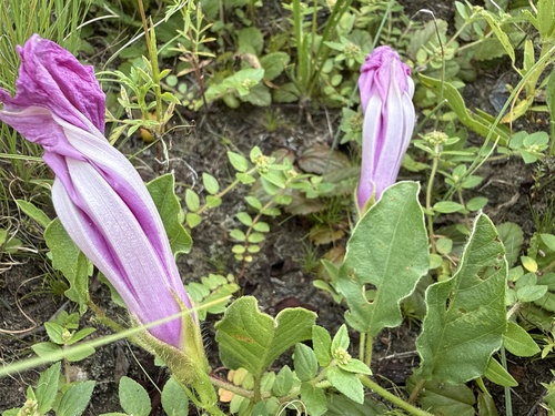 Boqo Morning Glory