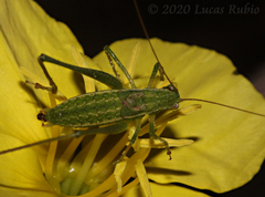 Anisophya punctinervis