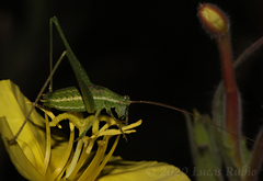 Anisophya punctinervis