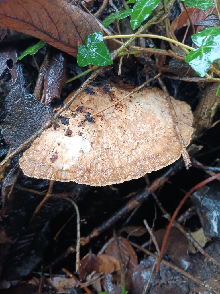 Daedaleopsis confragosa · February 2026 · photo: © considerthelilies (iNaturalist, cc-by)