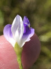 Psoralea usitata
