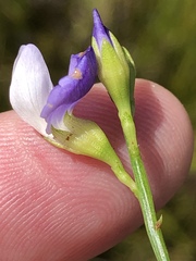 Psoralea usitata