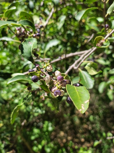 Schinus patagonica, photograph 5