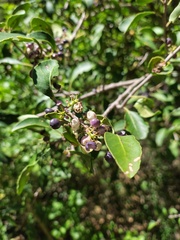 Schinus patagonica, photograph (c) Felipe Horton, some rights reserved (CC BY)