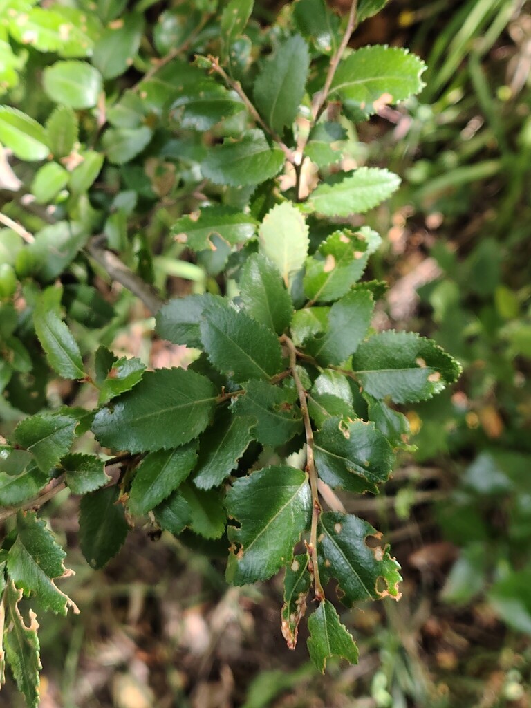 Coigue (Nothofagus dombeyi)