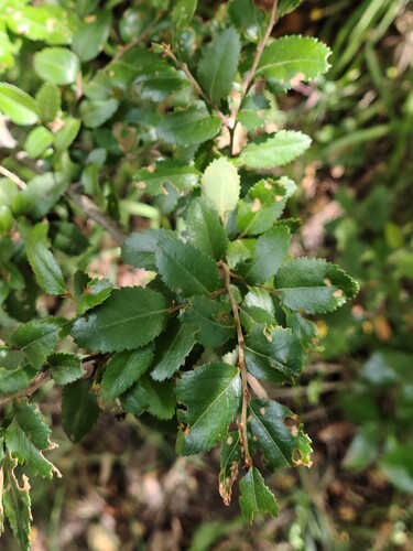 Coigue (Nothofagus dombeyi)