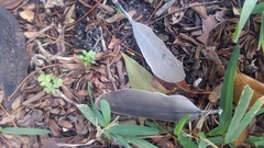 Streptopelia decaocto