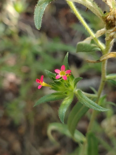 Collomia biflora