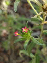 Collomia biflora