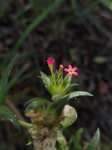 Collomia biflora, photograph 2