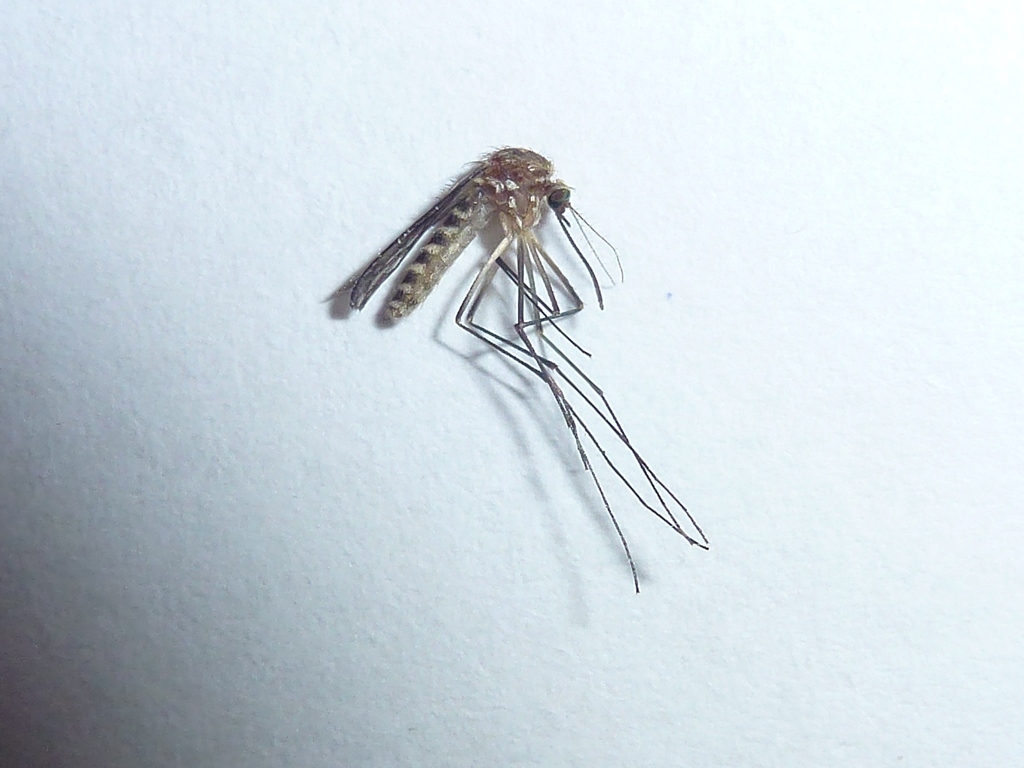 Culex hortensis
