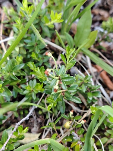 Gaultheria poeppigii, photograph 6