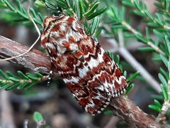 Anarta myrtilli