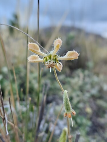 Blumenbachia dissecta (Blumenbachia dissecta)