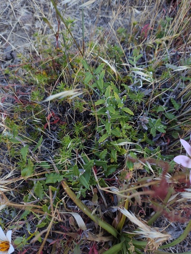 Mutisia oligodon, photograph 6